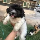 كلب مالتيز جرو كيوت