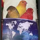 حب كناري بلجيكي للبيع