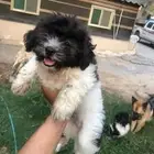 كلب مالتيز جرو كيوت