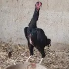 دجاجه شامو الماني