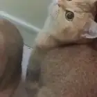 سكوتش