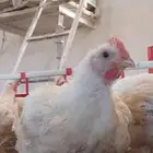 مشرف مزارع دواجن تسمين لحم ولي خبره عاليه في هذا المجال