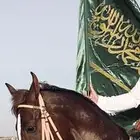 حصان شعبي شيخ