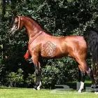 مزاد لبيع الخيل