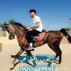 حصان عربى شعبي