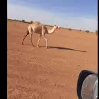 للبيع بكره هجن اصيل