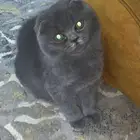 قط فولد