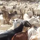 تيوس يمنية البيع جملة