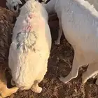 للبيع غنم ساكني