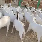 تيوس مرابي فل الفل