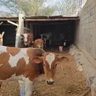 حسيل للبيع