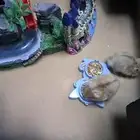 هامستر ونتر وايت للبيع