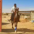 تعليم الفروسية وركوب الخيل