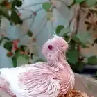 فروخ كروان البينو وهولندي