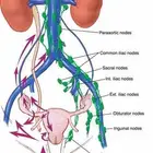 تدريس جميع مقررات كلية الطب والجراحة