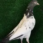 انثى تيديه صافيه بيور تم البيع