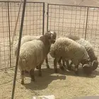 بيع ذبايح