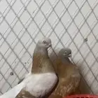 زوج بارليين الماني منتج