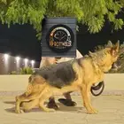 كلبه جيرمن شولاين مدرب حراسه وتصلح للمنزل