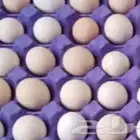 بيض بلدي مخصب وملقح والي يبغاء للاكل مايمنع اغلب الدجاج بكر