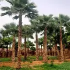 نخل واشنطني