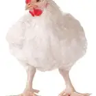 دجاج لحم حي للبيع