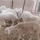 أعرض لكم رخال اغلبها جدعه وتني وربعه 8سدس الغنم طيبه سليمه