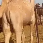 حشو فاخر
