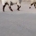فحل نعيمي صنف للبيع
