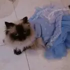 قطه هملايا للتبني