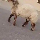 ثني نعيمي صنف فاخر للبيع