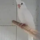 كروان البينو للبيع