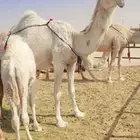 خلفه وضحاء