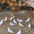 حمام فرنسي عدد 20 جوز تقريبا منتج