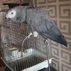 ببغاء كاسكو افريقي نص ولافه