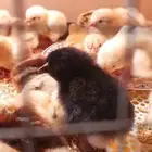 صوص(صيصان) توصيل مجاني