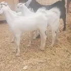 تيوس وجفره بيشي وعارضي 4 المحاميد