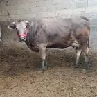بقره جيرسي نادره بكر قريبة ولاد