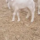 خلفات 2 تحتها 3 طليان المحاميد