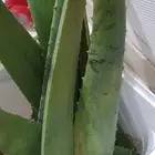 صبار الالوفيرا