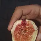 شجرة تين تركي احمر .