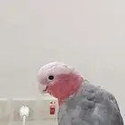 كوكاتو قالا