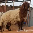 جذع نعيمي فاخر