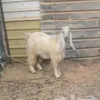 معزة و تيوس للبيع