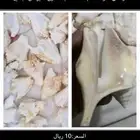 للبيع قواقع طبيعية لديكورات المكتبية والمنزليةونتفع تتلون