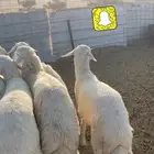 نوفر ذبائح لأهل المناسبات والمطابخ
