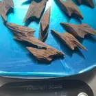 عود كمبودي ( التايقر )