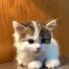 قطط للبيع