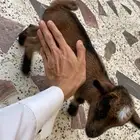 صغار ماعز قزم