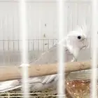 ذكر كروان جاهز